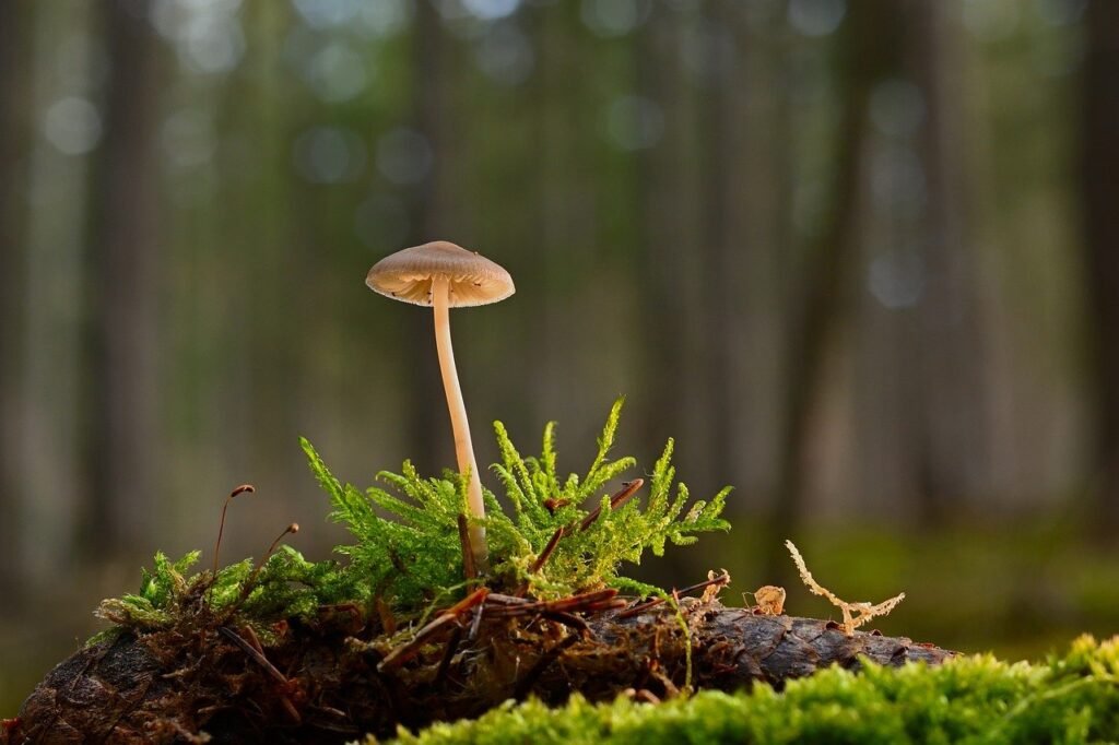 mushroom, helmling, moss-8512804.jpg