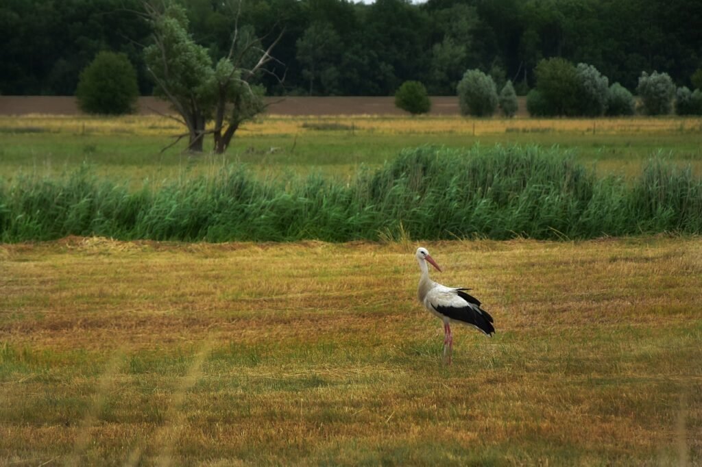 stork, bird, animal-4318178.jpg